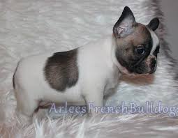 French bulldog puppies and dogs for sale, local or nationwide. The First Eight Weeks Of A French Bulldog Puppies Life Arlees French Bulldogs