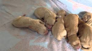 Cute golden retriever puppy pictures aren't hard to come by, but they are often blurry. Newborn Golden Retriever Puppies Feb 17 2014 Youtube