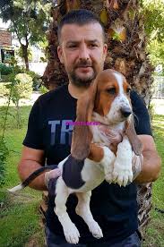 Ankara Da Satilik Basset Hound Yavrulari Satilik Kopekler Kopek Hush Puppies New Orleans