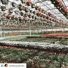 Repost Cleshopaholic With Repostapp Is Your Garden Ready For Summer Petittis Rows And Rows Of Flowers At Petittis That Will End Up In Stores Very S