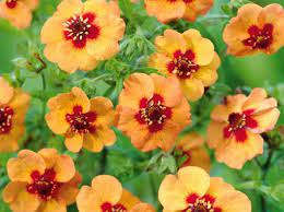 > les plantes qui fleurissent en hiver à l'extérieur ne sont pas si nombreuses. 5 Fleurs Pas Cheres A Planter En Hiver Elle Decoration