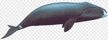 حوت العنبر الحيتان اليمنى Bowhead Whale الحوت الأزرق الحوت ثدييات بحرية ثدييات Png