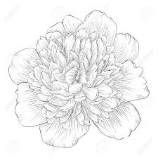 Monochrome Black And White Peony Flower Flower Drawing Peony Illustration Drawings