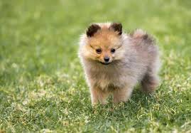 See the top 10 ranked pet insurance in 2021 & make an informed purchase. Pomeranian Puppies For Sale Akc Puppyfinder