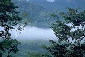 The largest rainforests are in the amazon in brazil (south america), demographic republic of congo (africa) and indonesia (south east asia). Climate Region Tropical Rain Forest