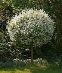 Genus salix are deciduous shrubs and trees of diverse habit, with simple leaves and tiny flowers in catkins, male and female usually on separate plants. Salix Alba Tristis Wikipedia Bielde Salix Alba 021 Jpg Wikipedia Vitellina Auch Bunte Weide Gelbe Salix Alba Var Michell Mater