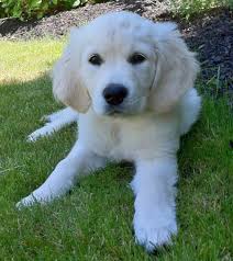 Golden retriever puppies for sale. Pin On Animals