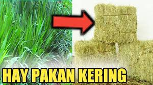 Rumput grinting (cynodon dactylon) mudah tumbuh di manapun, baik di lapangan, pematang sawah, ataupun di halaman rumah, bahkan di tanah gersang pada musim kemarau. How M Chu Pakan Ternak Dan Kandungan Nutrisinya Untuk Ternak Anda