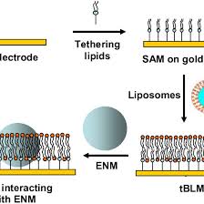 Process Of Forming Tethered Blm On A Gold Electrode See