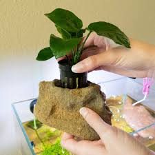 There's nothing like a good clean up crew to put a smile on my face, i believe that the although this list has probably provided inspiration, take care when adding fish to your betta tank, always ask for methods they have found successful, i. Top 10 Betta Fish Plants To Enhance Your Freshwater Aquarium Aquarium Co Op