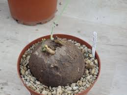 Image result for Cyphia erecta