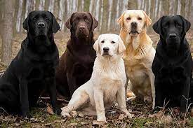 Which Labrador Color Is Best Black Chocolate Yellow Or Silver Anything Labrador