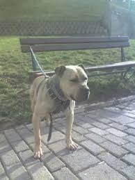 Pedigree Database: STIP KNL'S (ACE'S ASTOR) SPASE