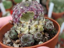 These adaptations also work against it when you water it so much and too frequently. Kathy On Twitter A Slug Has Eaten A Massive Hole In The Side Of My Sulcorebutia Rauschii It Doesn T Seem That Fussed It S Not My Only Plant With A Massive Hole Sulcorebutiasunday
