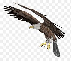 Check spelling or type a new query. African Fish Eagle Png Images Pngegg