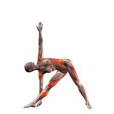 Right Triangle Pose Trikonasana Right Yoga Poses Yoga Com Joga Yoga Anatomy Yoga Yoga Fitness