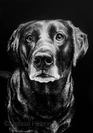 Pin On Custom Scratchboard Pet Portraits