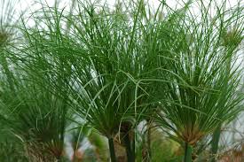 Image result for Cyperus papyrus