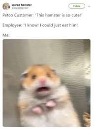 The best gifs are on giphy. Scared Hamster Image Gallery Sorted By Low Score Know Your Meme