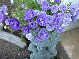 Blue Rose Campanula Pretty Double Bellflowers Look Almost Like Blue Roses Close Up Blooming Plants Blue Garden Flowers