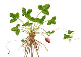 The cindy margurita strawberry and basal : Historic Iroquois And Wabanaki Beadwork August 2018