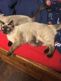 When cats fight with each other, they tend to aim for the vitals with their claws. Whole Lotta Fat In One Little Cat Siamesecats