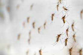 Laišką iškart po to kai tik atnaujinsime šį puslapį apie batzner pest management inc. Batzner Resources Batzner Pest Control