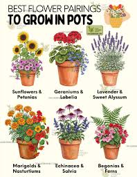 Image result for sanvitalia combine in pots