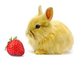 Check spelling or type a new query. Can Rabbits Eat Strawberries 10 Things To Consider Vivo Pets