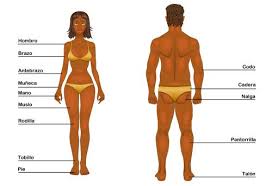Resultado de imagen para extremidades del cuerpo humano