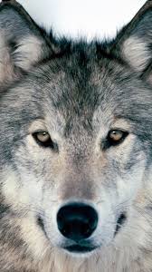 We did not find results for: 12 Cell Phone Wallpaper Animal Ryan Wallpaper