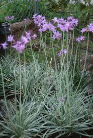 Tulbaghia Violacea Silver Lace Plants Society Garlic Plant Seedlings