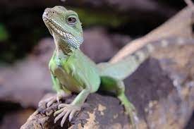 Chinese Water Dragon Care Guide: Habitat, Enclosure & Diet - Everything  Reptiles