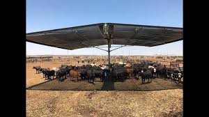 Find cattle ads in our livestock category. Cattle Need Shade The Strobel Super Shade Youtube