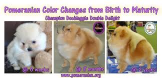 Pomeranian Color Changes From Birth To Maturity