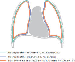 Find this pin and more on visceral fascia by suzanne de chazal. Organs Of The Respiratory System And Their Neurovasculature Basicmedical Key
