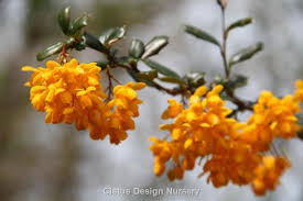 Image result for Berberis darwinii