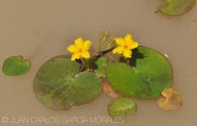 Image result for Nymphoides senegalensis