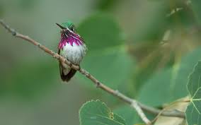 Columbine is a beautiful, native wildflower that blooms in late spring with striking red and yellow flowers held on tall stems, and it is one of the few that is pollinated by hummingbirds. Calliope Hummingbird Audubon Field Guide