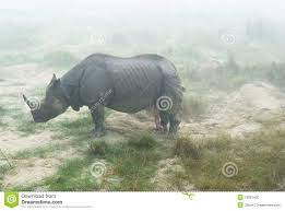 Rhino with erect penis stock photo. Image of powerful - 19083400