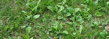 This will help prevent a weed invasion. Kill Weeds In Lawns Begin With The Basics Bioadvanced