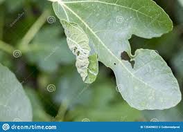 Maladie du figuier que faire. Maladie Vegetale Symptomes De Tache De Feuille De Septoria Sur Le Figuier Photo Stock Image Du Malade Agriculture 125409822