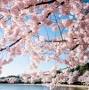 Cherry blossom from cherryblossomwatch.com