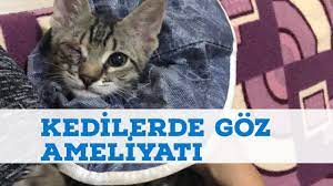 goz ameliyati olan kedim nasil iyilesiyor kedilerde goz ameliyati youtube