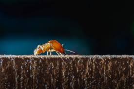 All solutions pest control can put your home on a schedule that will anticipate seasonal we pride ourselves on being a subtle yet effective lake st. B D Pest Solutions Llc Home Facebook