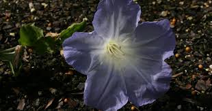 Image result for Bonamia