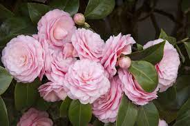 Pearl Maxwell Camellia Monrovia Pearl Maxwell Camellia Camellia Plant Camellia Flower Plant Catalogs