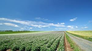 A plantation is a large piece of land (or water) where one crop is specifically planted for. Download Wallpaper 1280x720 Field Plantation Agriculture Hd Hdv 720p Hd Background