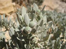 Image result for Cienfuegosia gerrardii