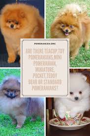 Information On The Teacup Pomeranian Miniature Pomeranian